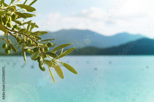 Closeup green olive tree with olives