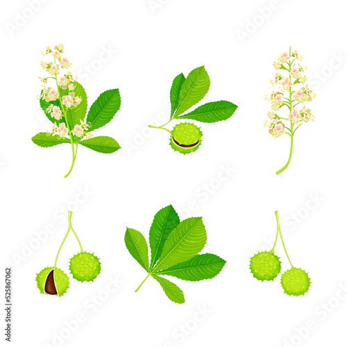 Horse Chestnut Fruit with Green Spiky Capsule Shell and Blooming Flower Vector Set
