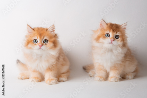 a group of red fluffy kittens sitting on a white background