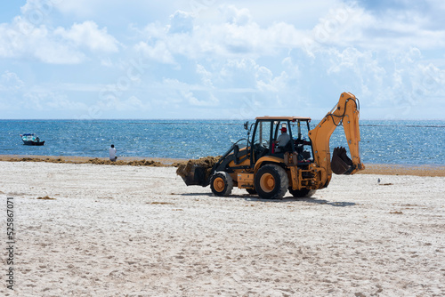 A bulldozer removes sargassum from a tropical beach in Mexico. The serious mid-environmental problem in the Riviera Maya.