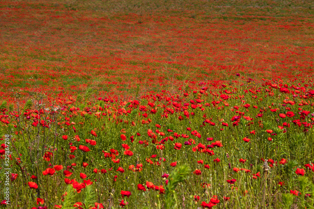 Amazing and large poppy field in Poland. The red color harmonizes beautifully with the blue of the sky. Summer landscape of the Opolskie Voivodeship.