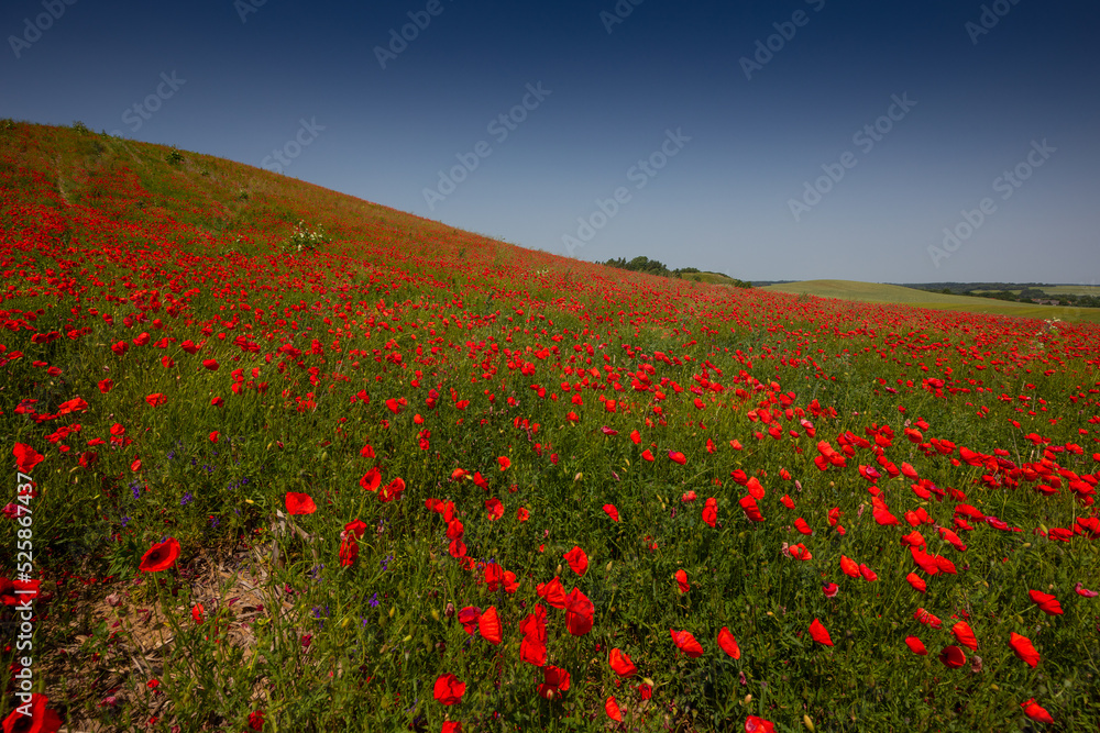 Amazing and large poppy field in Poland. The red color harmonizes beautifully with the blue of the sky. Summer landscape of the Opolskie Voivodeship.