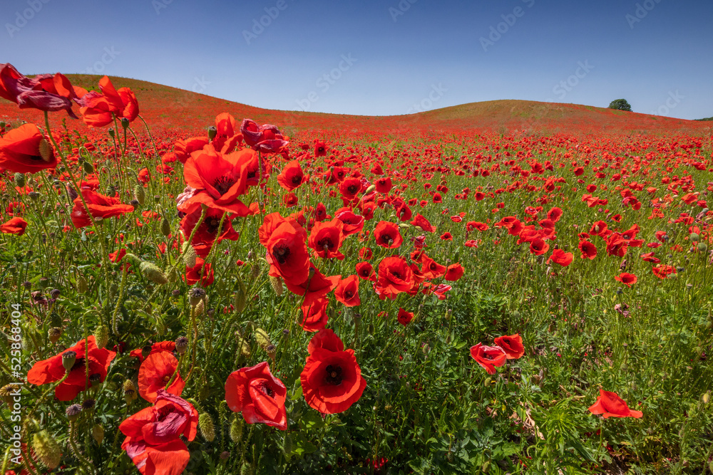 Fototapeta premium Amazing and large poppy field in Poland. The red color harmonizes beautifully with the blue of the sky. Summer landscape of the Opolskie Voivodeship.