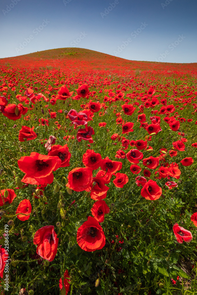 Obraz premium Amazing and large poppy field in Poland. The red color harmonizes beautifully with the blue of the sky. Summer landscape of the Opolskie Voivodeship.
