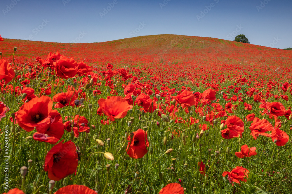 Obraz premium Amazing and large poppy field in Poland. The red color harmonizes beautifully with the blue of the sky. Summer landscape of the Opolskie Voivodeship.