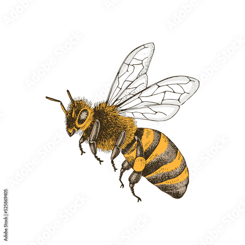 Canvastavla Sketch honey bee side view vector drawing.