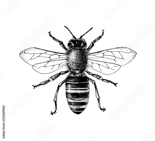 Billede på lærred Sketch honey bee top view vector drawing.