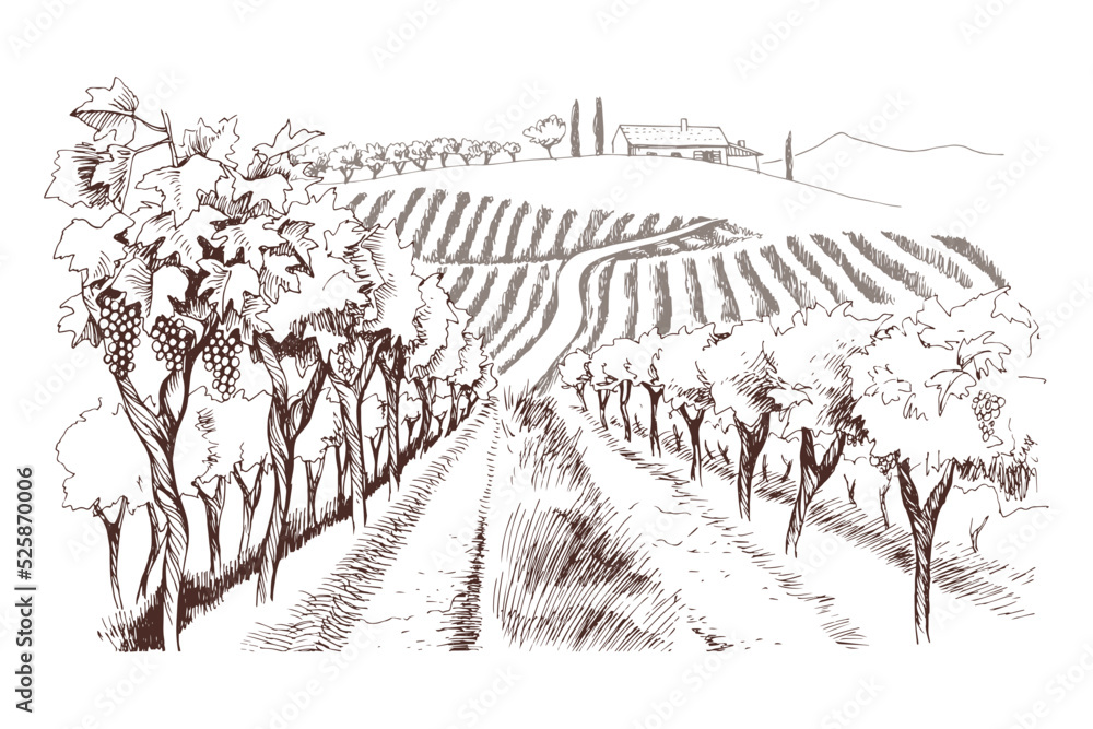 Hand drawn fields of vineyards with Grape farm