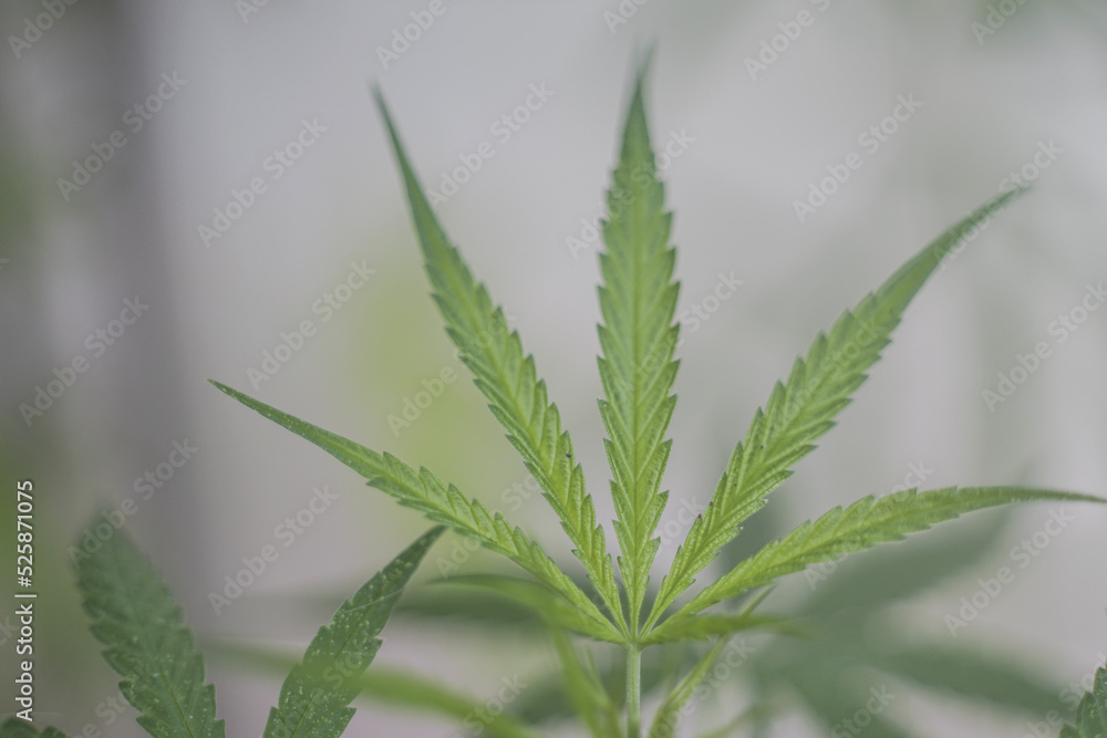 Marijuana seedlings have a drop of water. herb , Green leaf Marijuana seedlings have a drop of water. herb , Green leaf