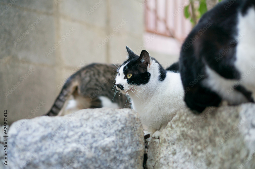 日本の街角に暮らす野良猫
