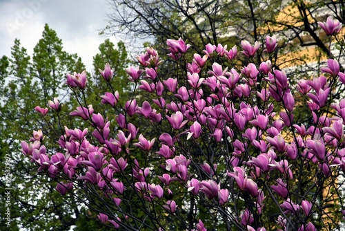 Wallpaper Mural Blooming magnolia tree in a spring garden.	
 Torontodigital.ca