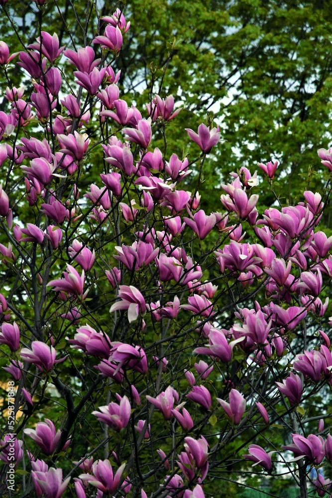 Blooming magnolia tree in a spring garden.
Blooming magnolia tree in a spring garden.