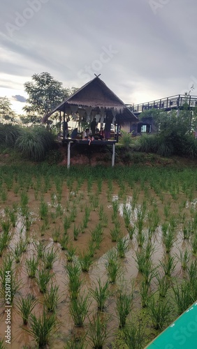 rice field in island