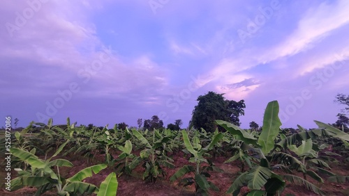 sunset in the field