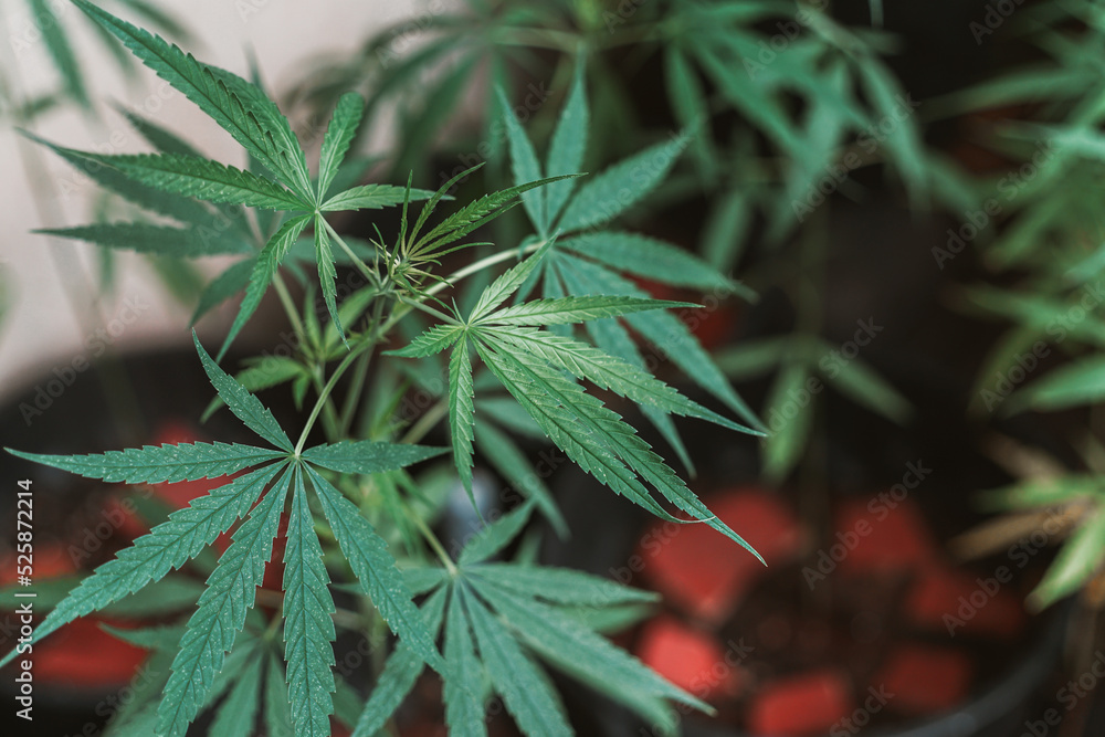 Marijuana seedlings have a drop of water. herb , Green leaf Marijuana seedlings have a drop of water. herb , Green leaf