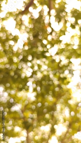 autumn leaves background
