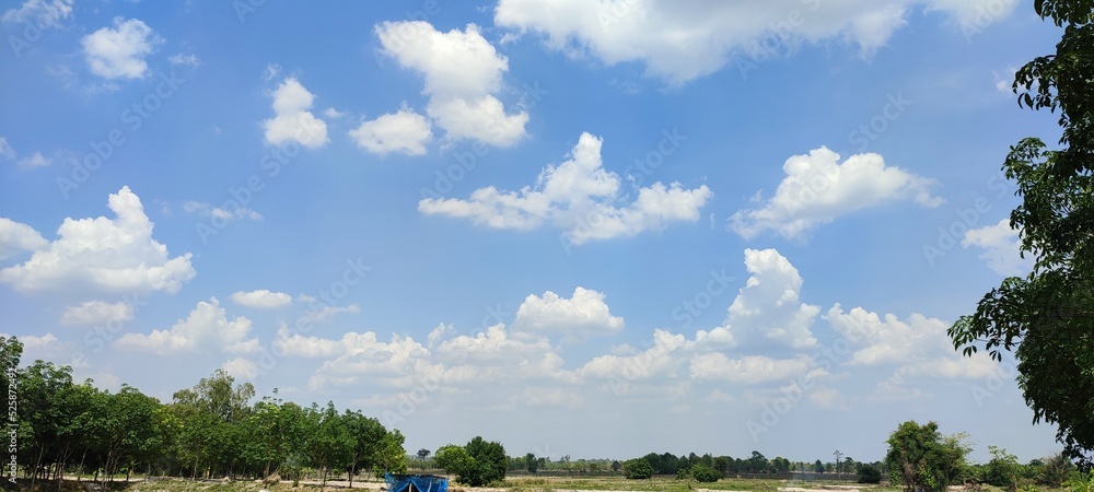 Obraz premium forest and sky