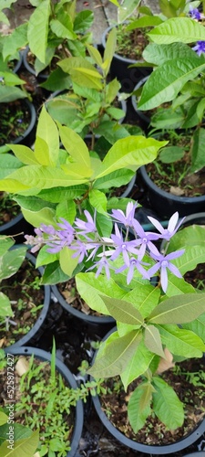 plant in a garden