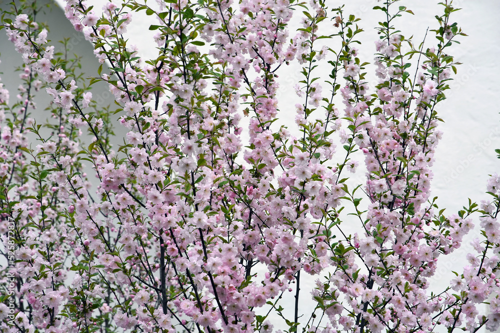 Blooming apple tree in the garden