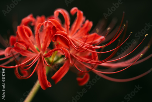 Red spider lily or cluster amaryllis flowers in the garden, Autumn or fall background, Higanbana	 photo