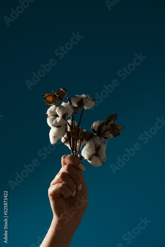 Fototapeta Naklejka Na Ścianę i Meble -  Female hand holding several branches of white cotton on dark blue background