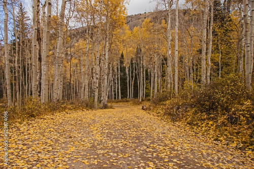 Quacking Aspen (Populus tremuloides) during fall