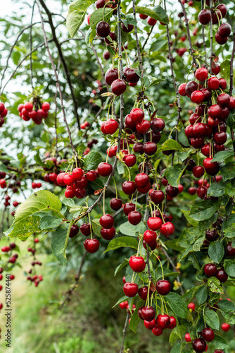 Cherry red fruits hanging on tree in orchard