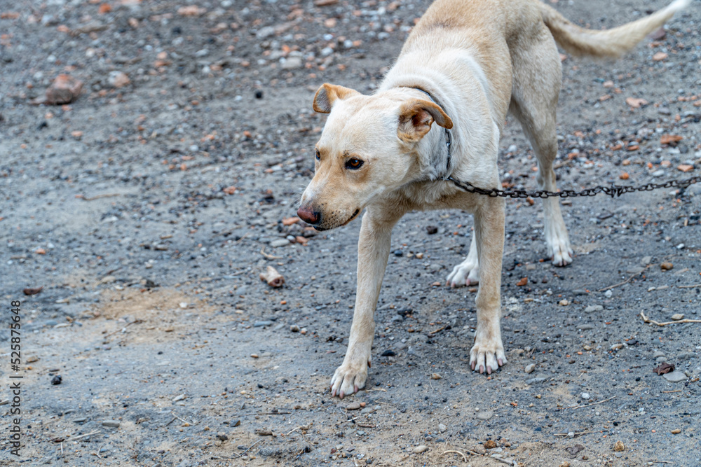 Cute muzzle of stray dog on a chain, Animal Welfare, concept of animal cruelty, sad dog on a leash close-up Cute muzzle of stray dog on a chain, Animal Welfare, concept of animal cruelty, sad dog on a leash close-up