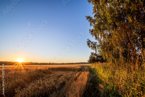 Sunrise over fields of ripening oat behind village in the Russia. Gold hour.