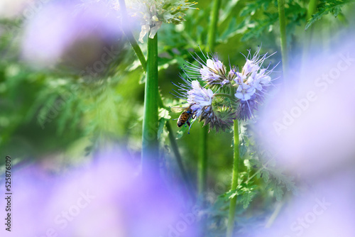 Bee and flower phacelia. Close up of a large striped bee collecting pollen from phacelia. Phacelia tanacetifolia (lacy)