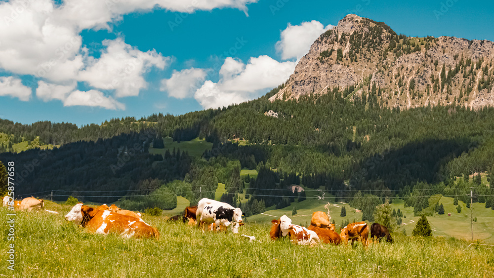Beautiful alpine summer view with cows at the famous Tannheimer Tal valley, Tannheim, Tyrol, Austria