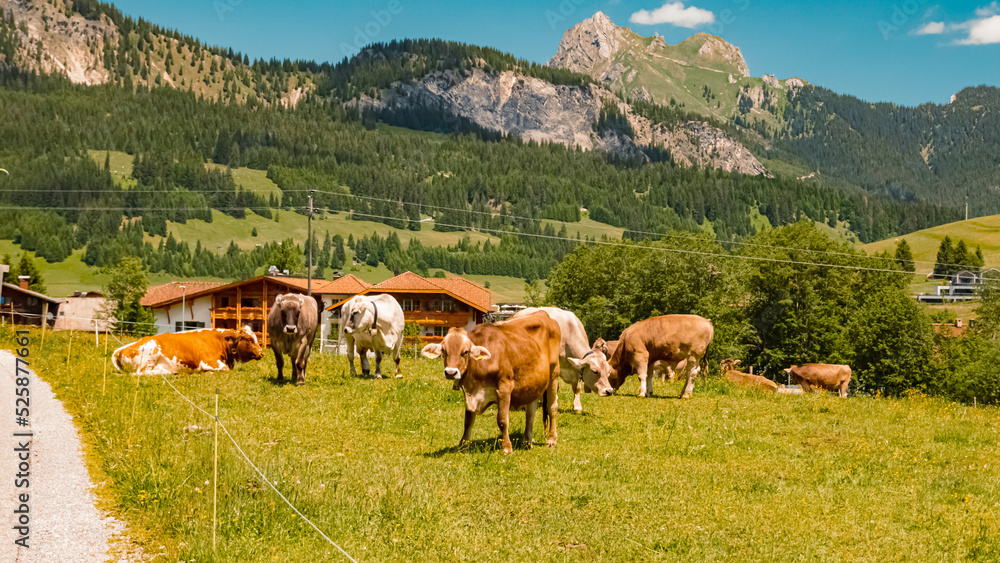 Obraz premium Beautiful alpine summer view with cows at the famous Tannheimer Tal valley, Tannheim, Tyrol, Austria