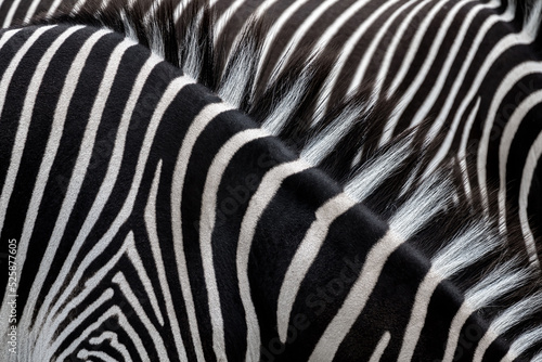 Fur Pattern of Grevy’s Zebras (Equus grevyi)