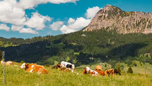 Beautiful alpine summer view with cows at the famous Tannheimer Tal valley, Tannheim, Tyrol, Austria