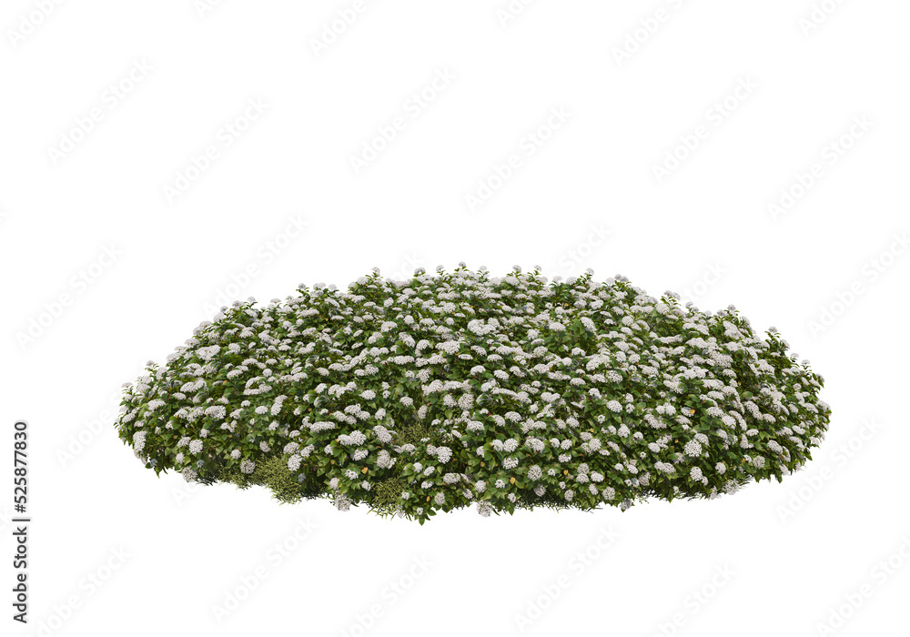 Flowers on a transparent background
Flowers on a transparent background