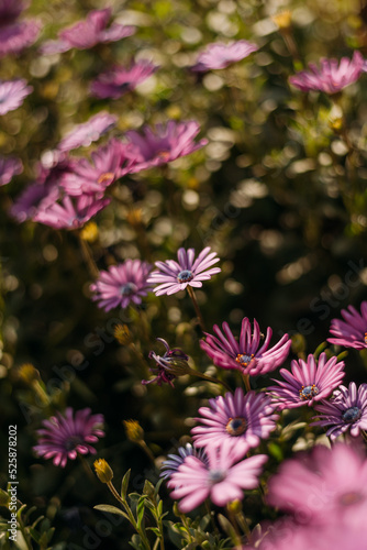 Flores rosas en campo verde