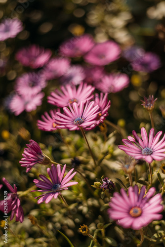 Flores rosas en campo verde