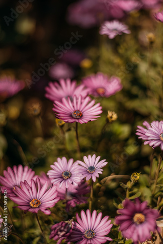 Flores rosas en campo verde