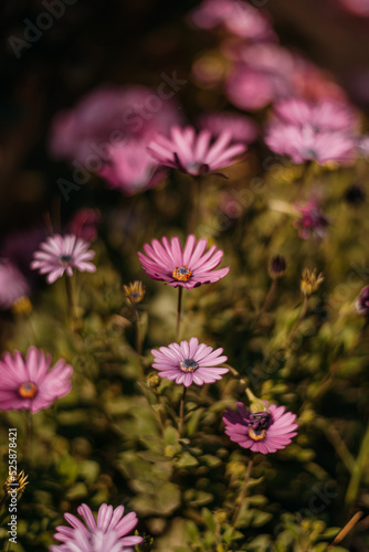 Flores rosas en campo verde