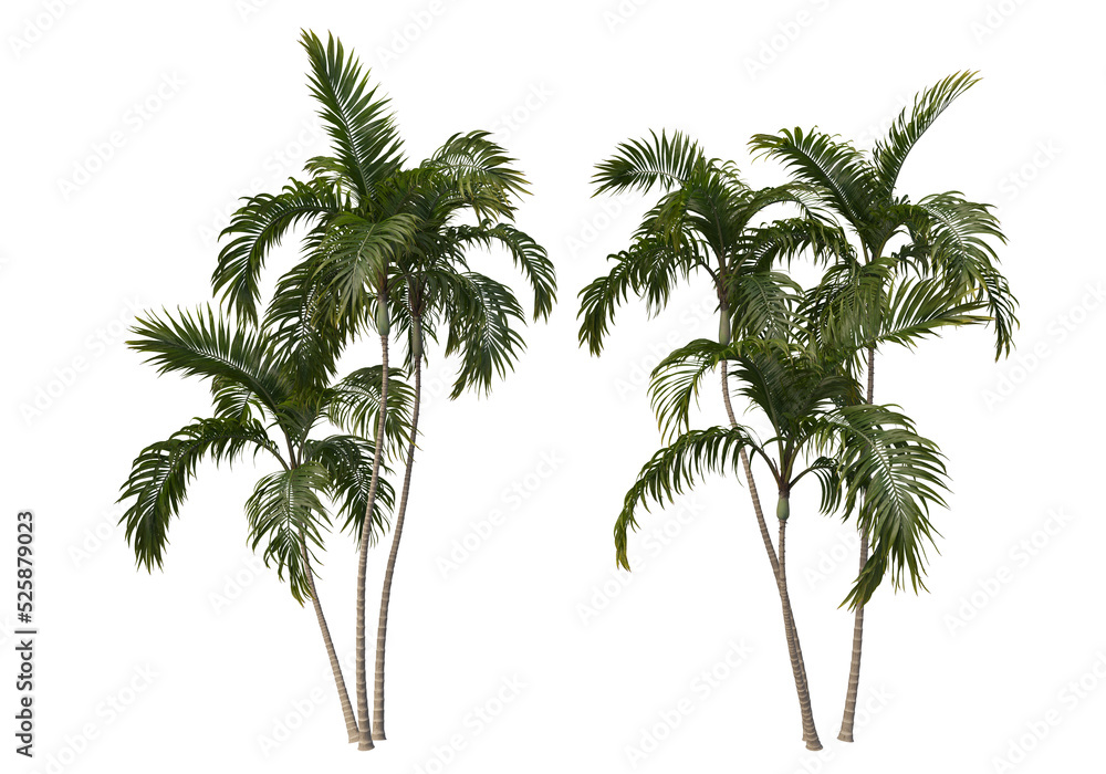 Obraz premium Tropical plants on a transparent background 