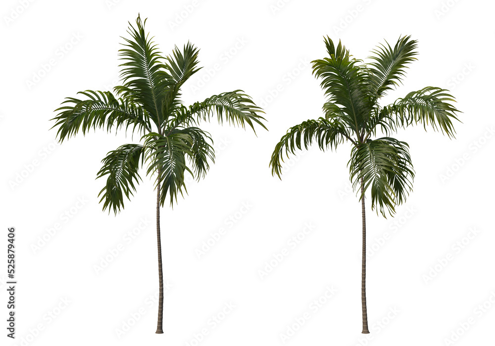 Obraz premium Tropical plants on a transparent background 