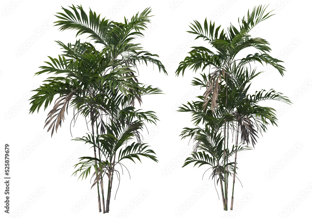 Fototapeta premium Tropical plants on a transparent background 