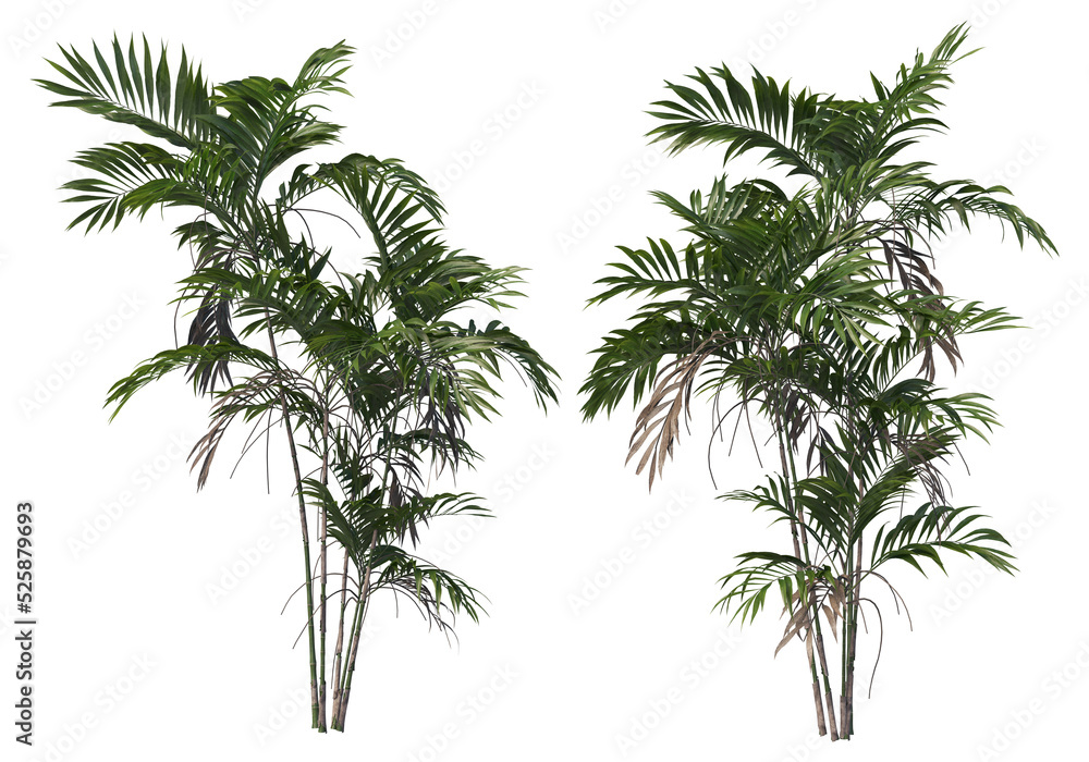 Fototapeta premium Tropical plants on a transparent background 