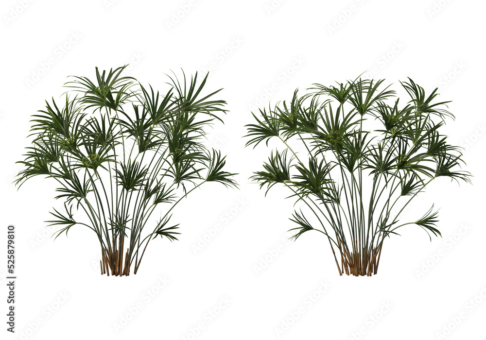 Obraz premium Tropical plants on a transparent background 