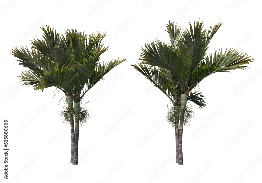 Fototapeta premium Tropical plants on a transparent background 