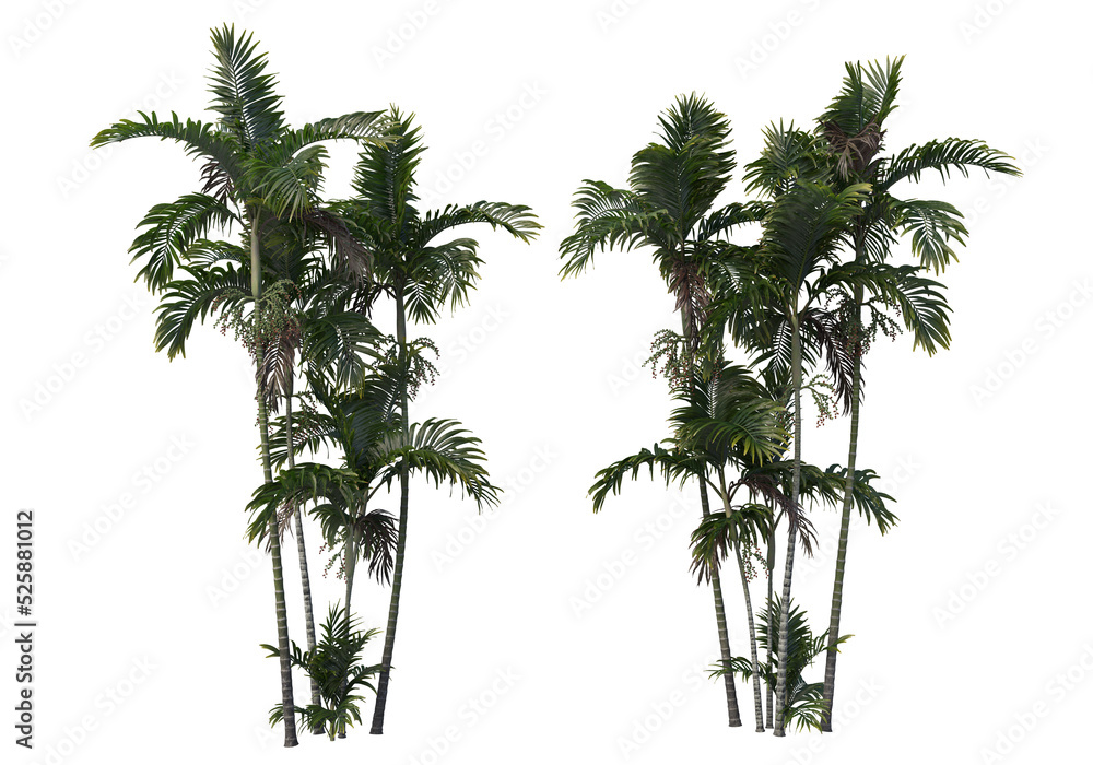 Obraz premium Tropical plants on a transparent background 
