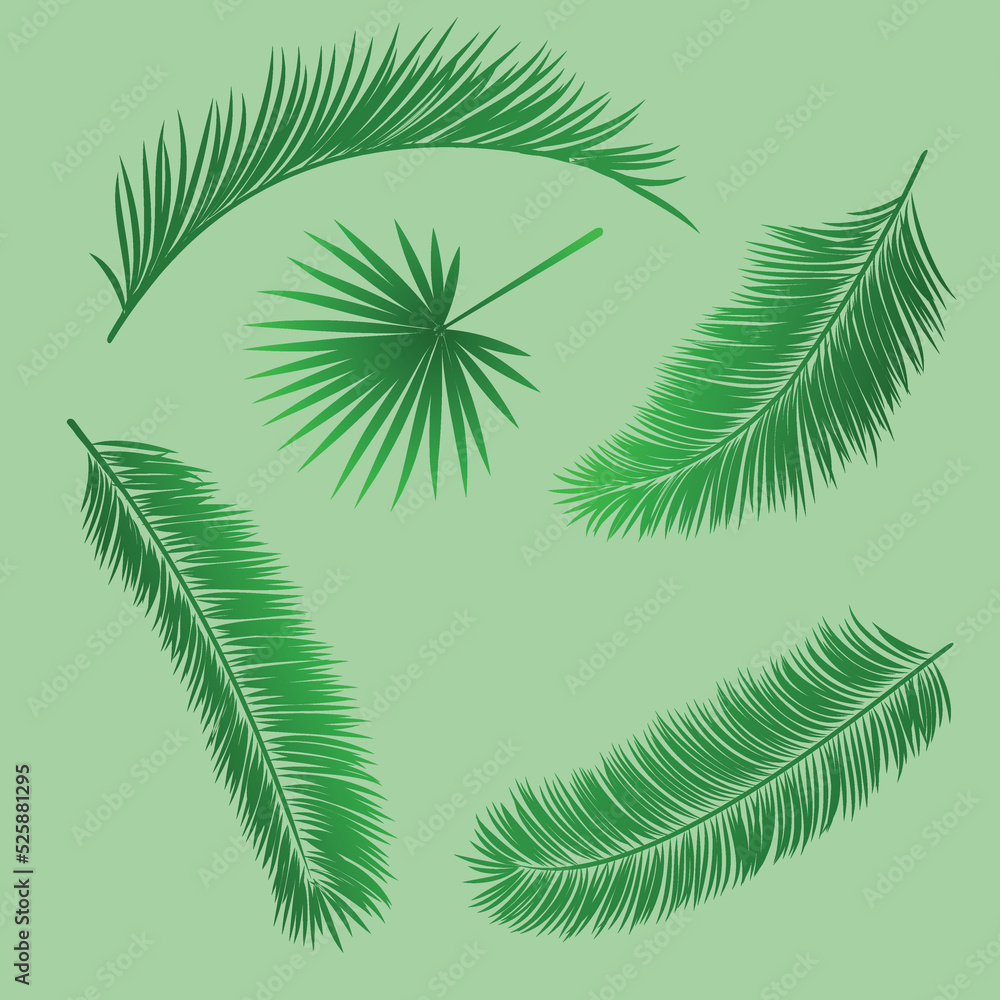 Collection of palm tree leaves isolated vector illustration