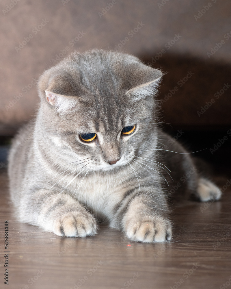 Gray fluffy cat lying on a wooden floor, close-up, vertical frame. The kitten wants to play.