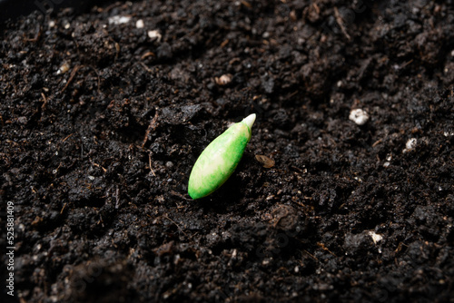 Growing cucumbers from seeds. Step 3 - planting in the ground.