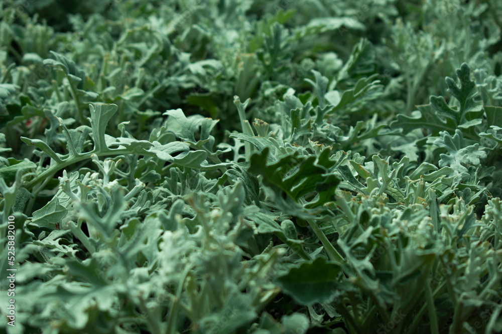 Urban green flowers or grass planted in lawns, parks and gardens with shades of white and cool blue. Close-up. Nature and life. Parks and plants. Jacobaea maritima Urban green flowers or grass planted in lawns, parks and gardens with shades of white and cool blue. Close-up. Nature and life. Parks and plants. Jacobaea maritima